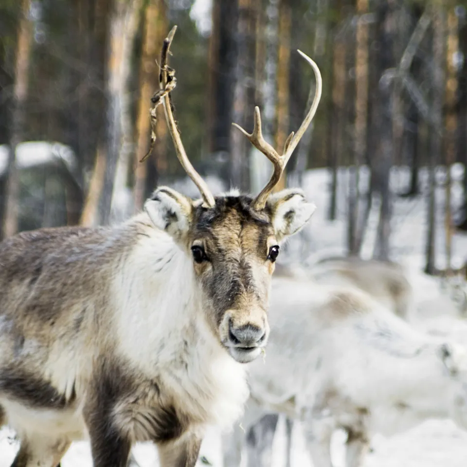 En närbild på en ren