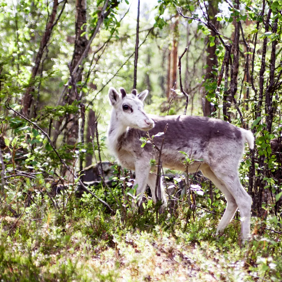 En ren står i en ljus björkskog med gröna buskar och markvegetation, vänd åt vänster.
