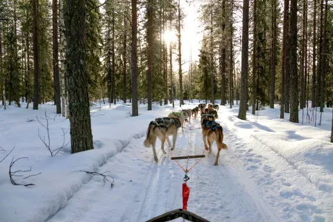 Ett hundspann drar en släde längs en snötäckt led i barrskog, med låg vintersol som lyser mellan träden.