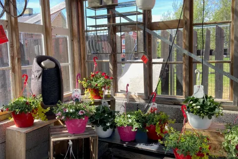 Interiör av ett växthus med många blomkrukor i rött, vitt och rosa på trälådor och hyllor i sol.