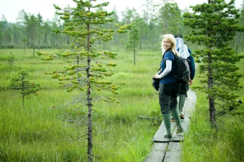 Personer som vandrar över en myr längst en vandringsled
