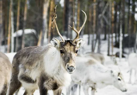 En närbild på en ren