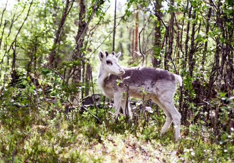 En ren står i en ljus björkskog med gröna buskar och markvegetation, vänd åt vänster.