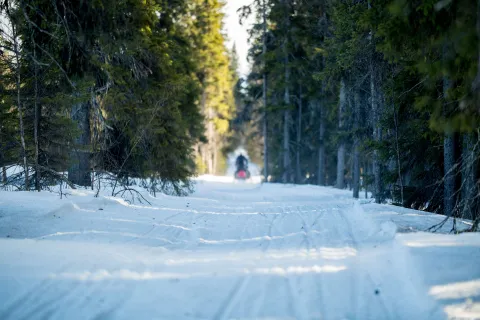 en person som åker snöskoter på en led genom en skog